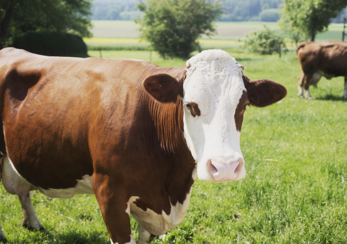 Milchkuh auf einer Weide