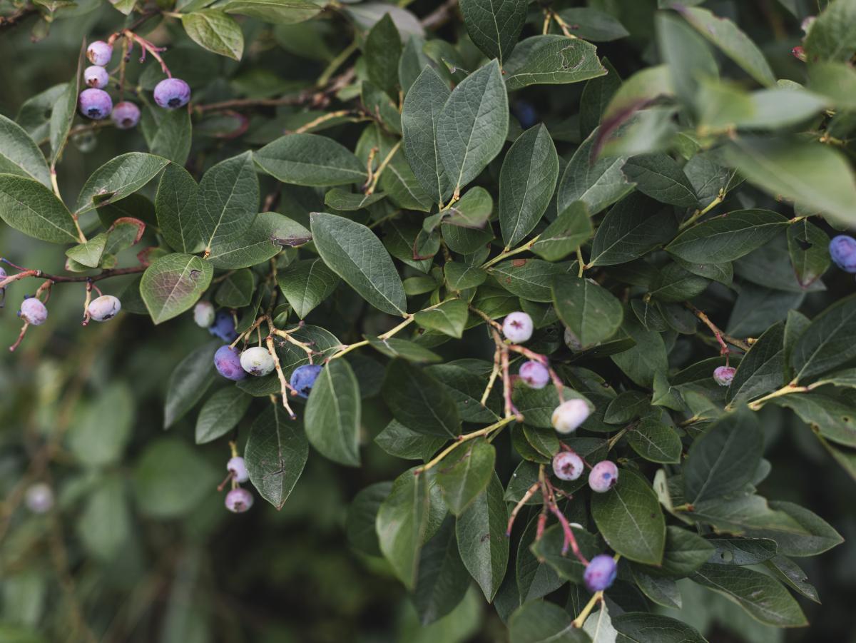 Beerenstrauch Nahaufnahme