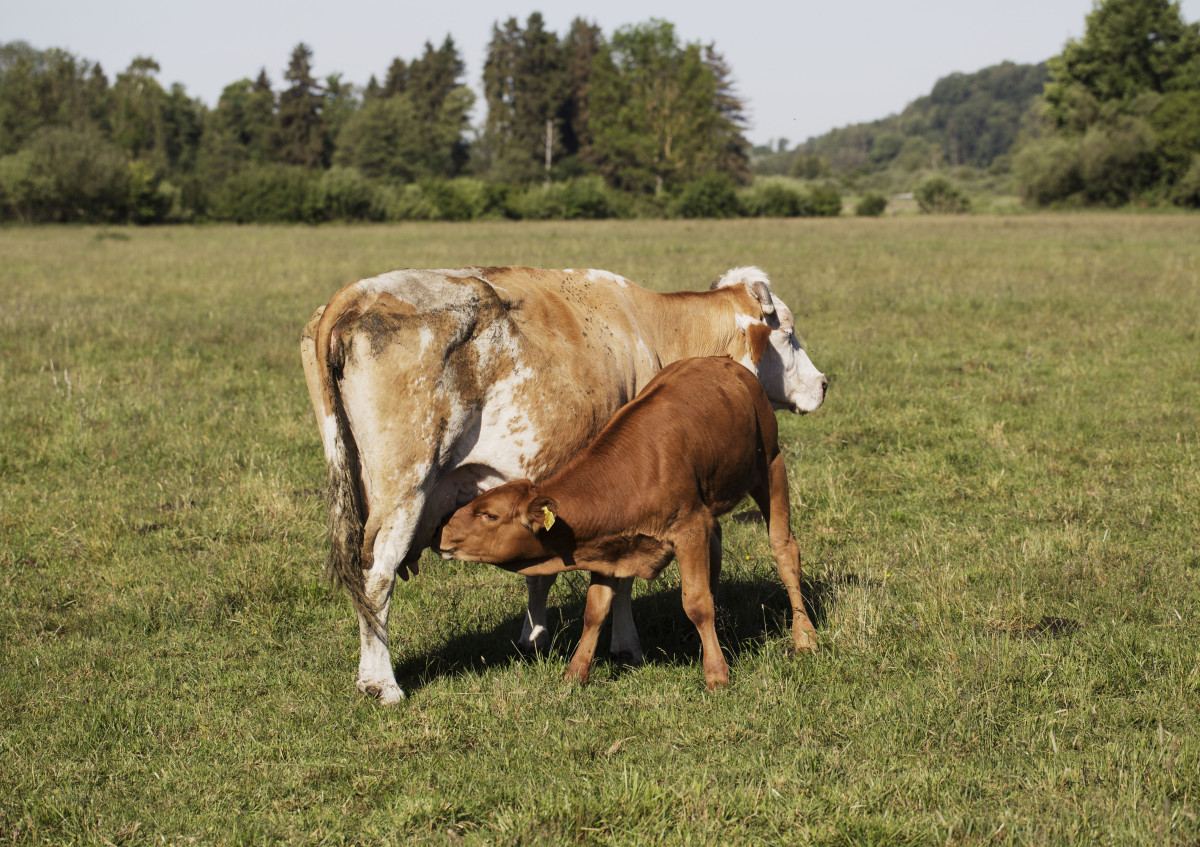 Kalb und Mutterkuh