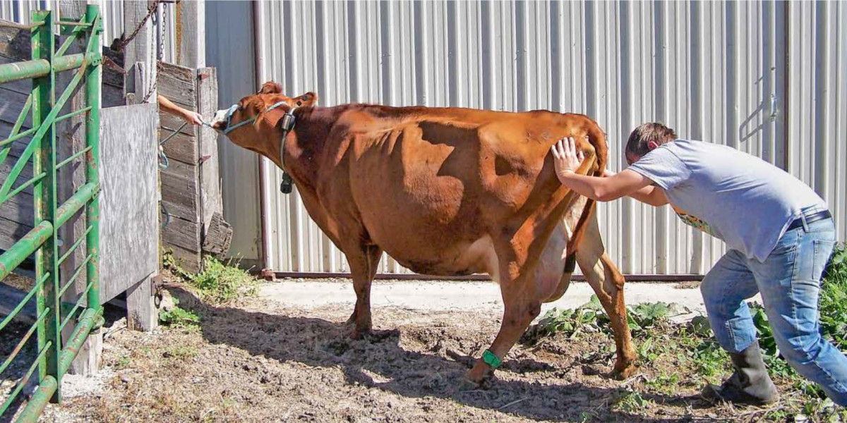 Mann versucht Kuh mit aller Kraft durch Tor zu schieben