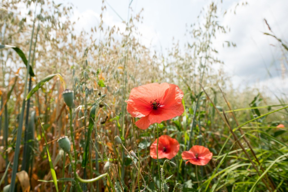 Ökolandbau heißt - Vielfalt auf den Äckern; Mohnblumen im Haferfeld