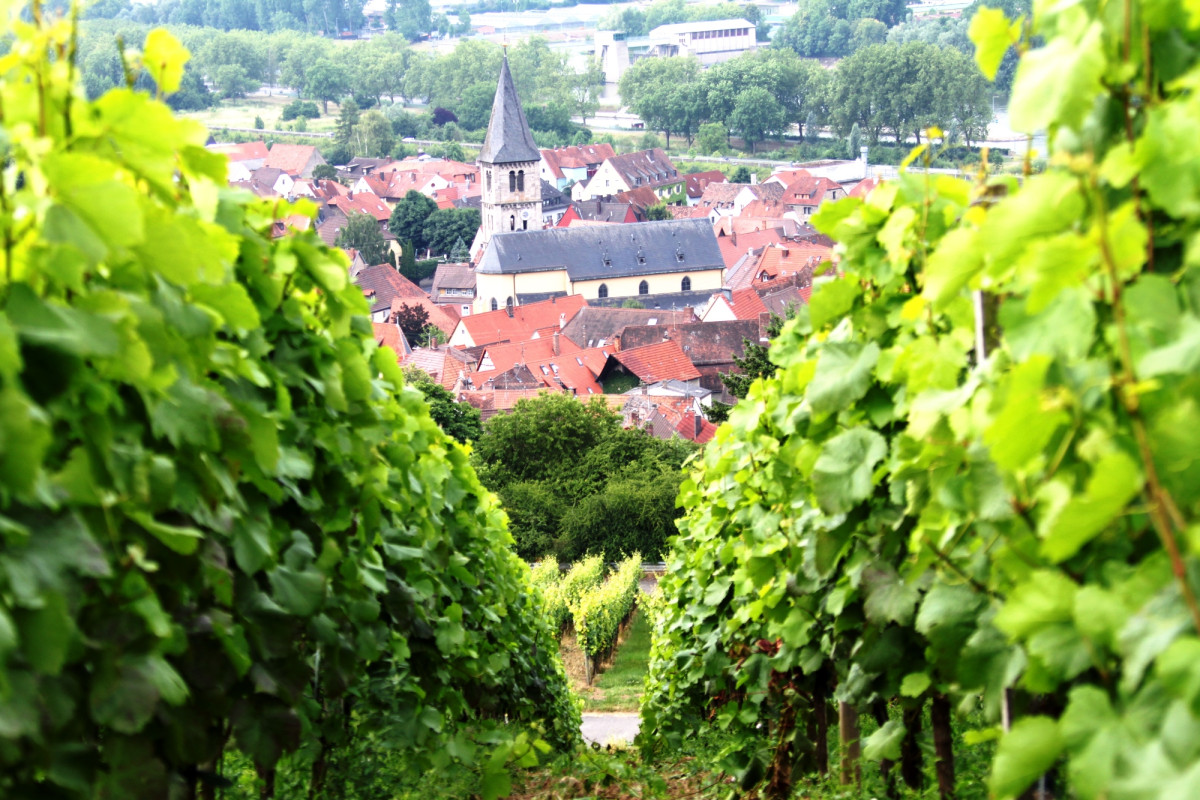 Blick durch die Weinberge auf die Kirche in Randersacker