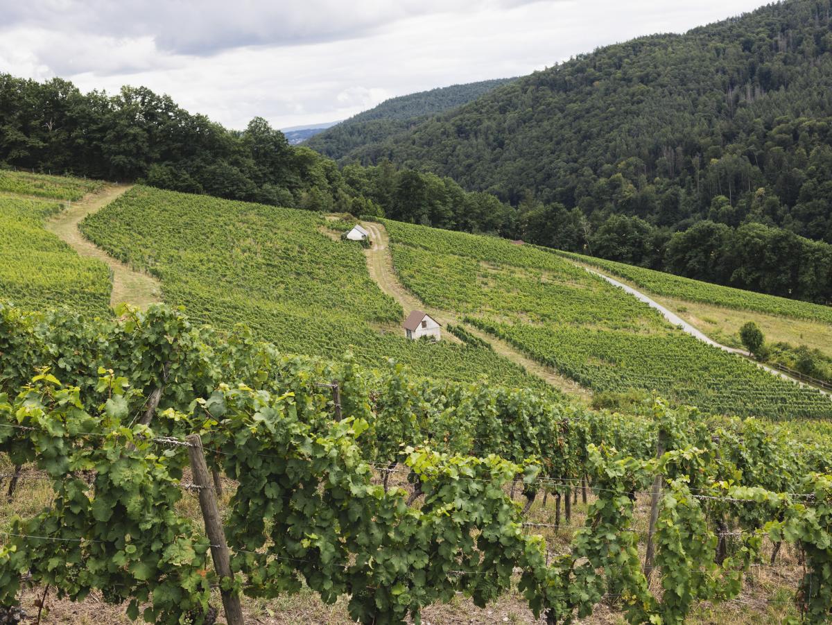 Die Weinberge der Familie Höfler
