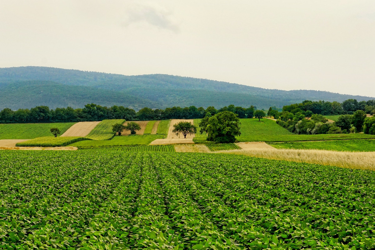 Blick auf die Äcker, die Hügel und den Wald