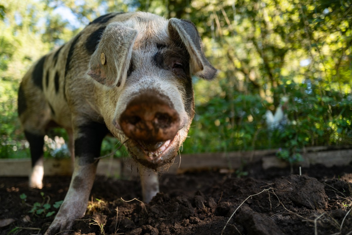 Schwein vor Waldhintergrund