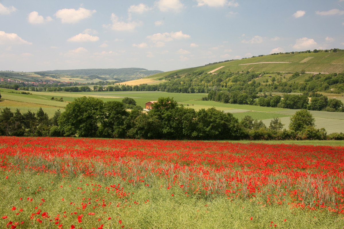 Mohn blüt rot in Getreidefeld