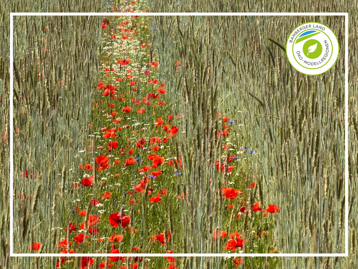 Mohnblumen in einer kleinen Fläche im Getreidefeld blühen rot