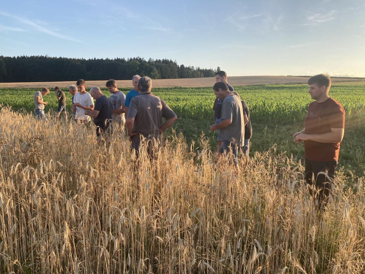 Landwirte informieren sich bei einer Felderbegehung