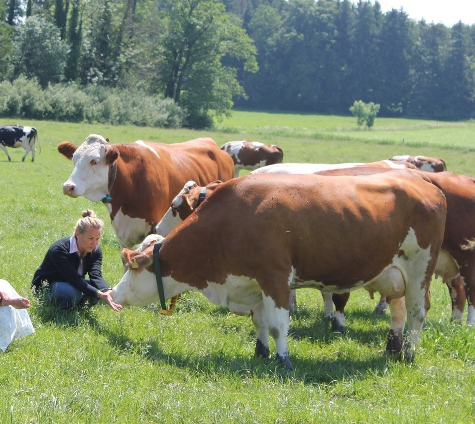 Milchkühe auf der Weide mit junger Frau in der Hocke, mittendrinn