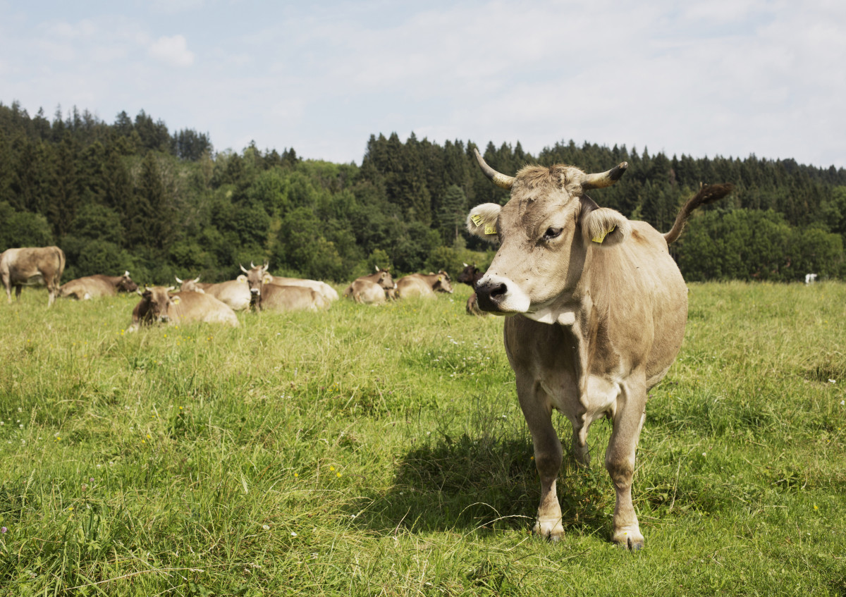 Naturland Milchviehtag im Allgäu