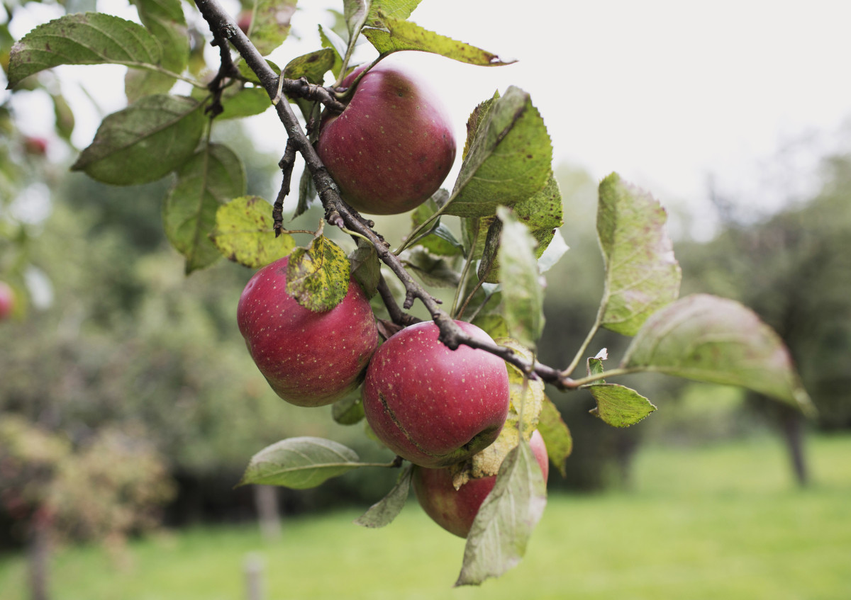 Äpfel an einzelnem Ast