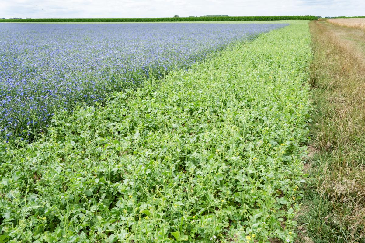Feld