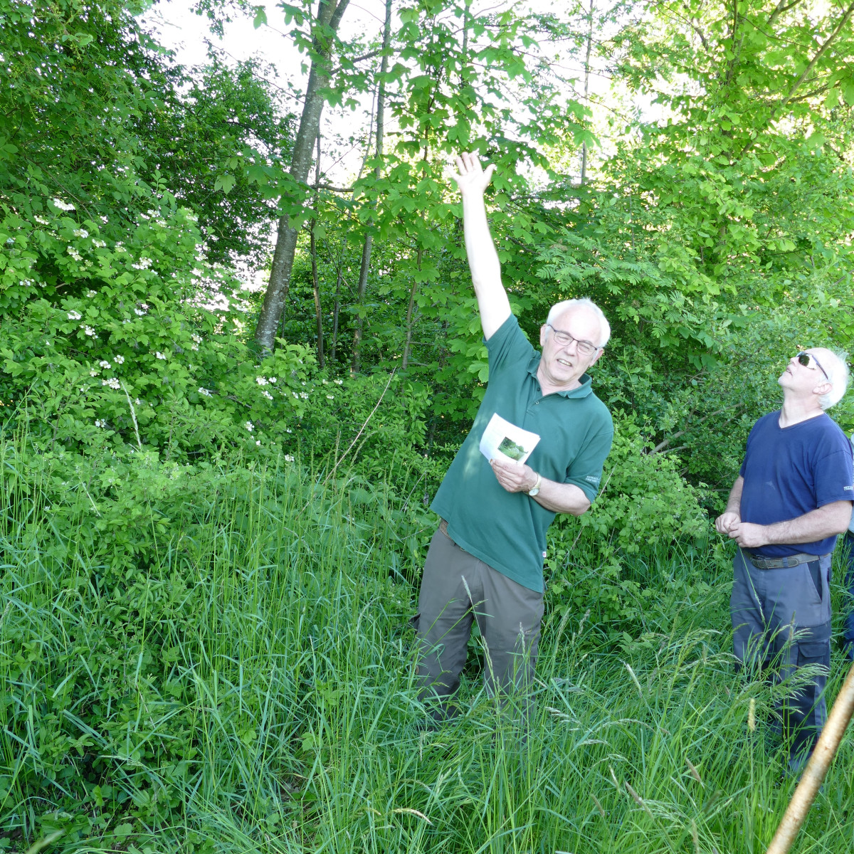 Förster Max Poschner erklärt die Schichtung des Waldsaums.