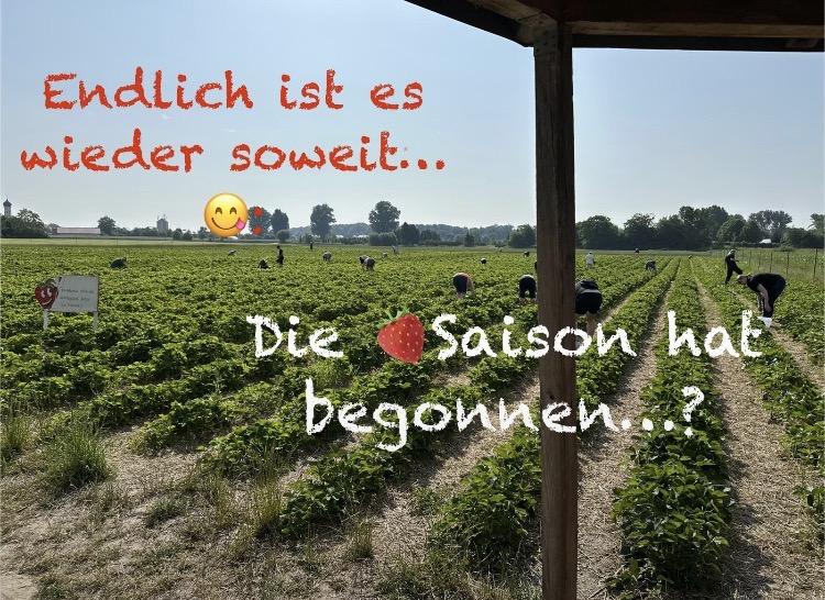 Foto von einem Erdbeerfeld wo man Bio_Erdbeeren pflücken kann