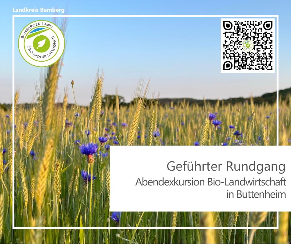 Foto eines Getreidefeldes mit blühenden Kornblumen mit dem Einladungstext: Abendexkursion Bio-Landwirtschaft