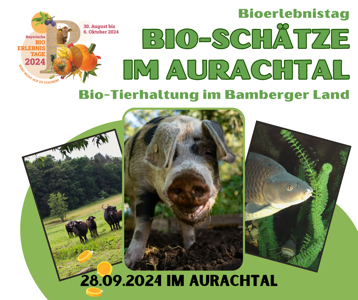 Einladung zum Bioerlebnistag "Bio-Schätze im Aurachtal" am 28.09.2024. mit Illustration von Schwein, Büffel und Karpfen