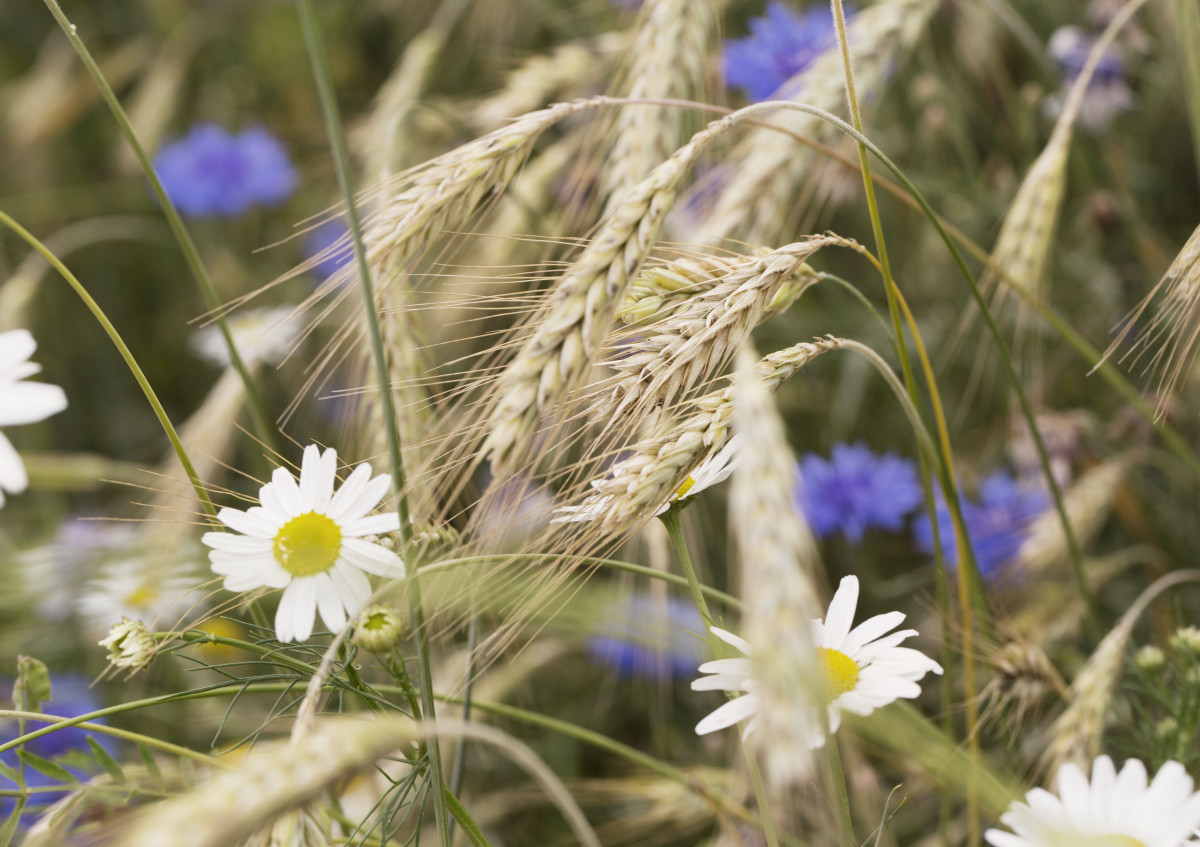 Geruchlose Kamille und Kornblumen im Getreidefeld