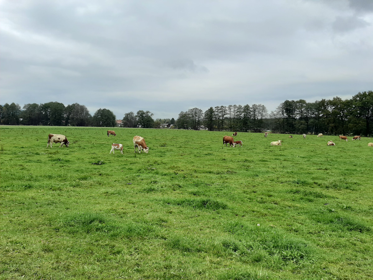 Kühe auf der Weide