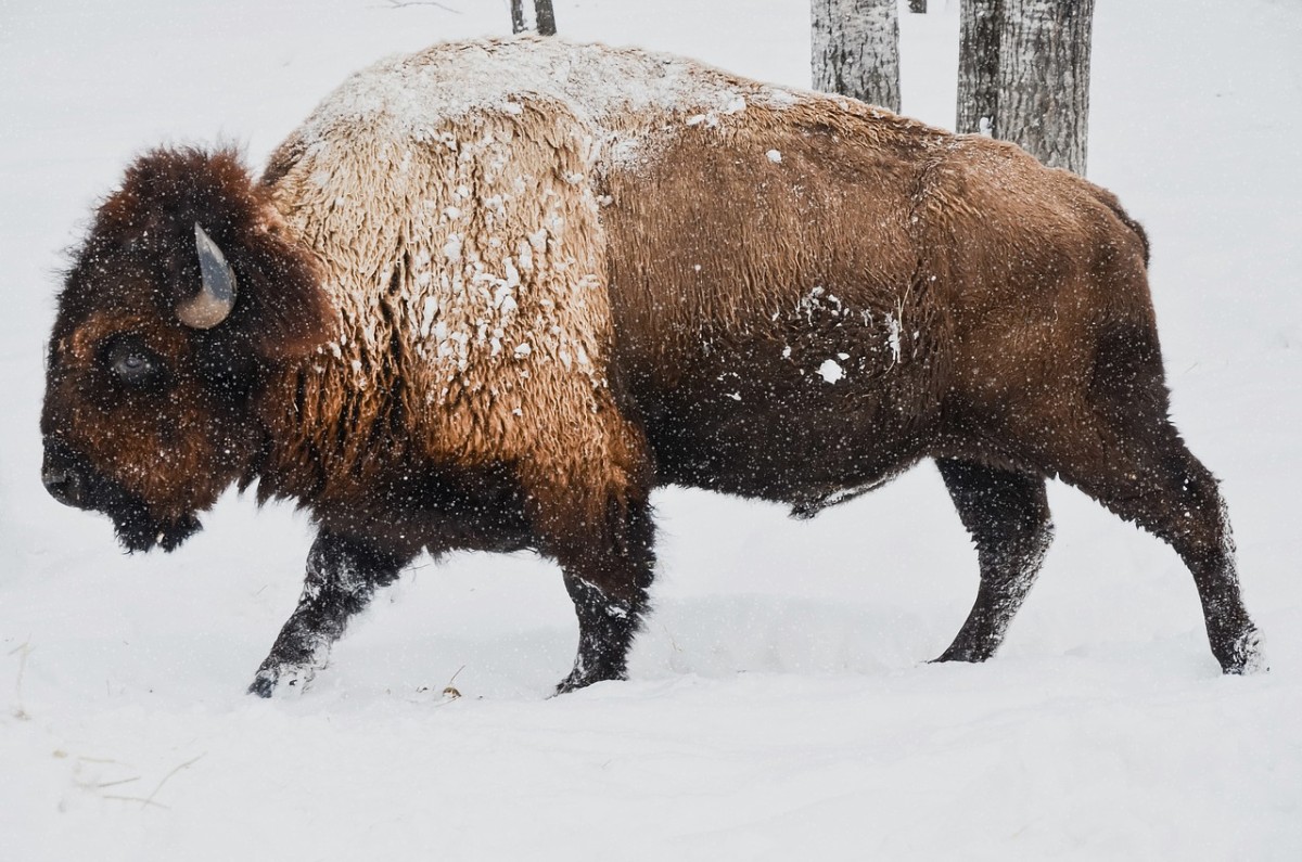 Bison im Schnee