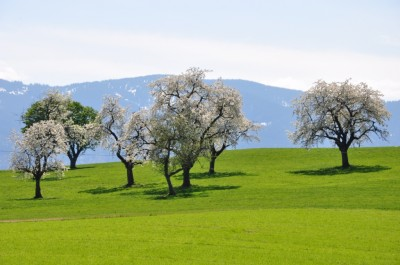 Obstwiese Hofholz