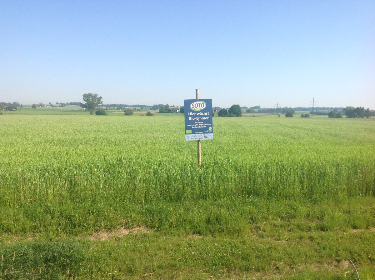 Anbau von Bioemmer für SoTo, Schild mit diesem Text in einem noch grünen Bio-Emmer-Feld .