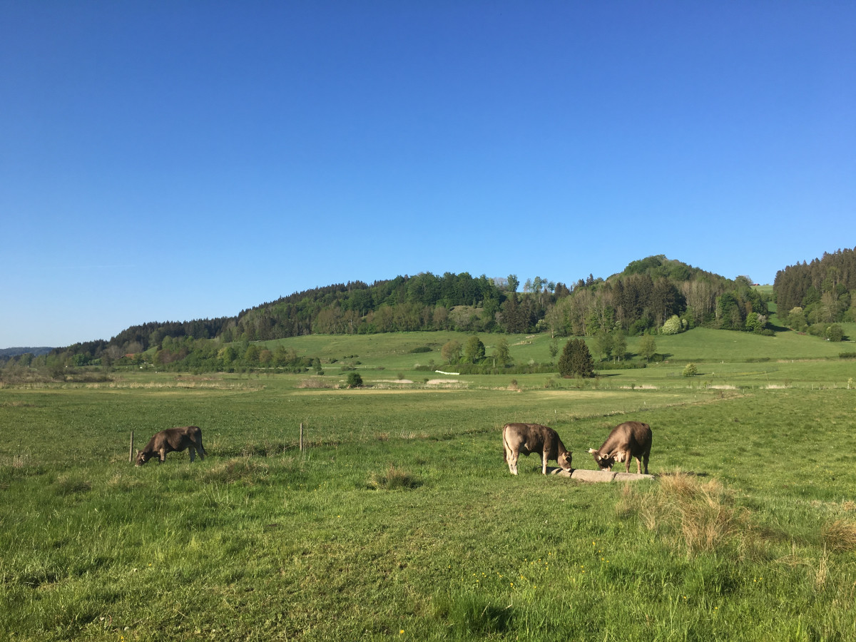 Rinder am Günztal-Radweg