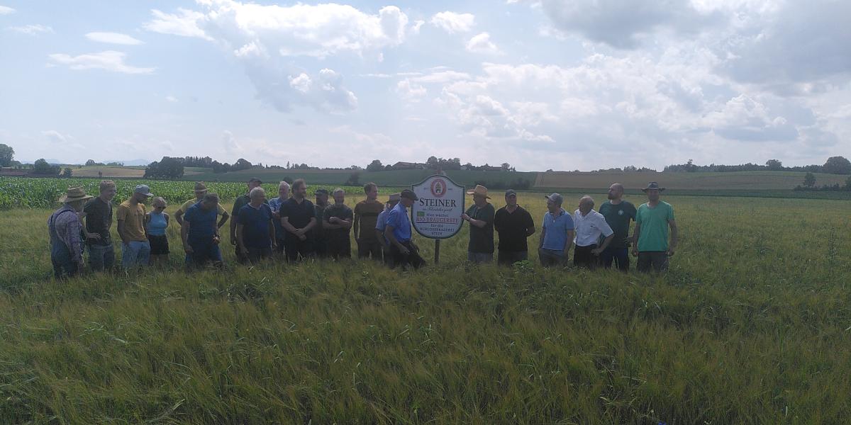 Felderbegehung Biobraugerste Juni 2024