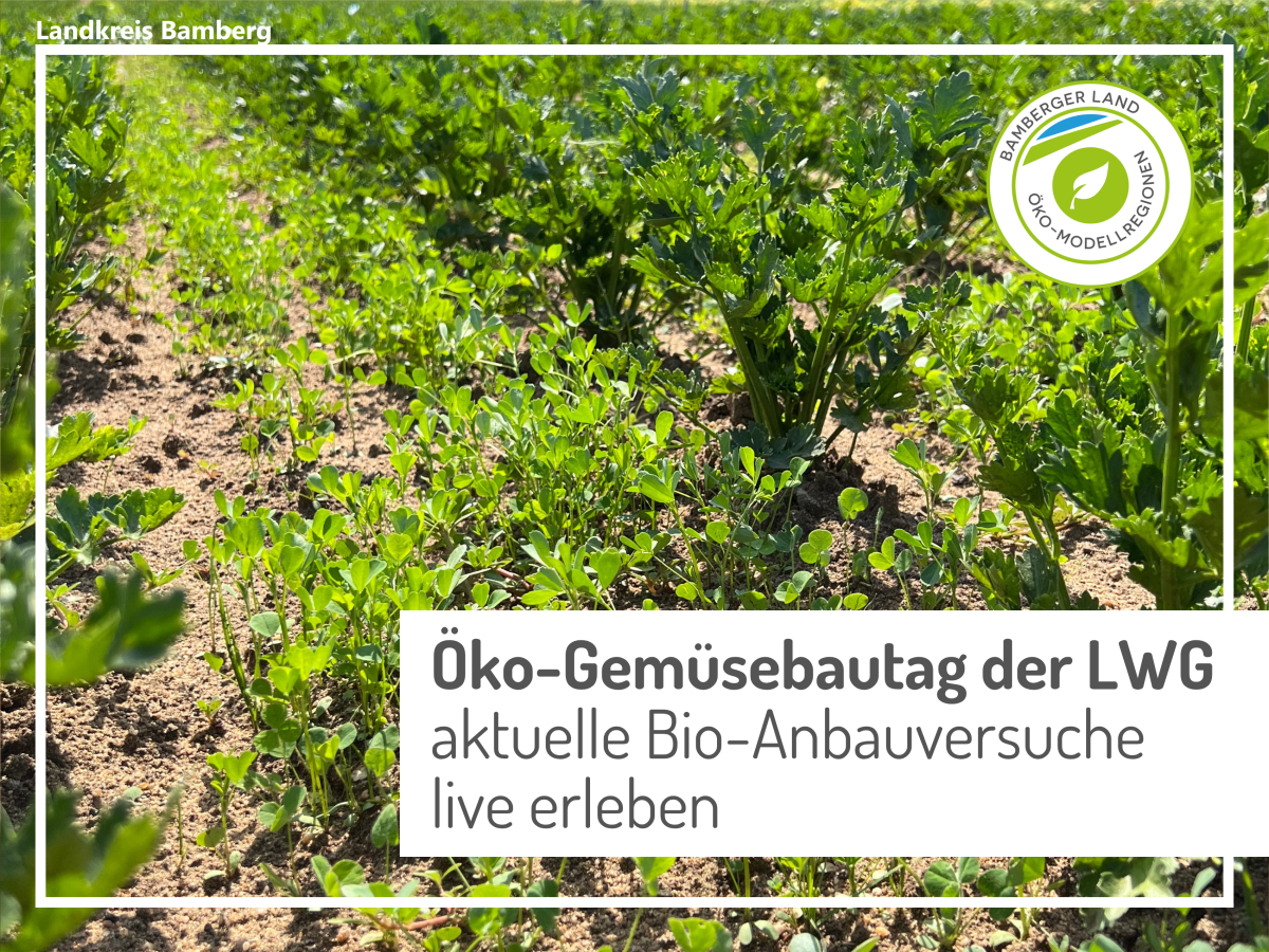Selleriepflanzen auf dem Feld, eingesät zwischen den Reiehen ist Klee