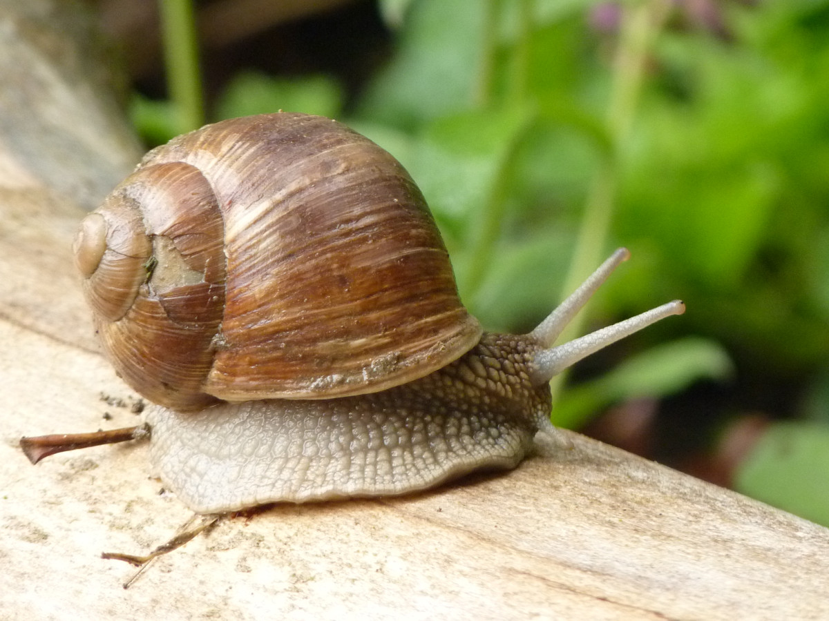 Weinbergschnecke