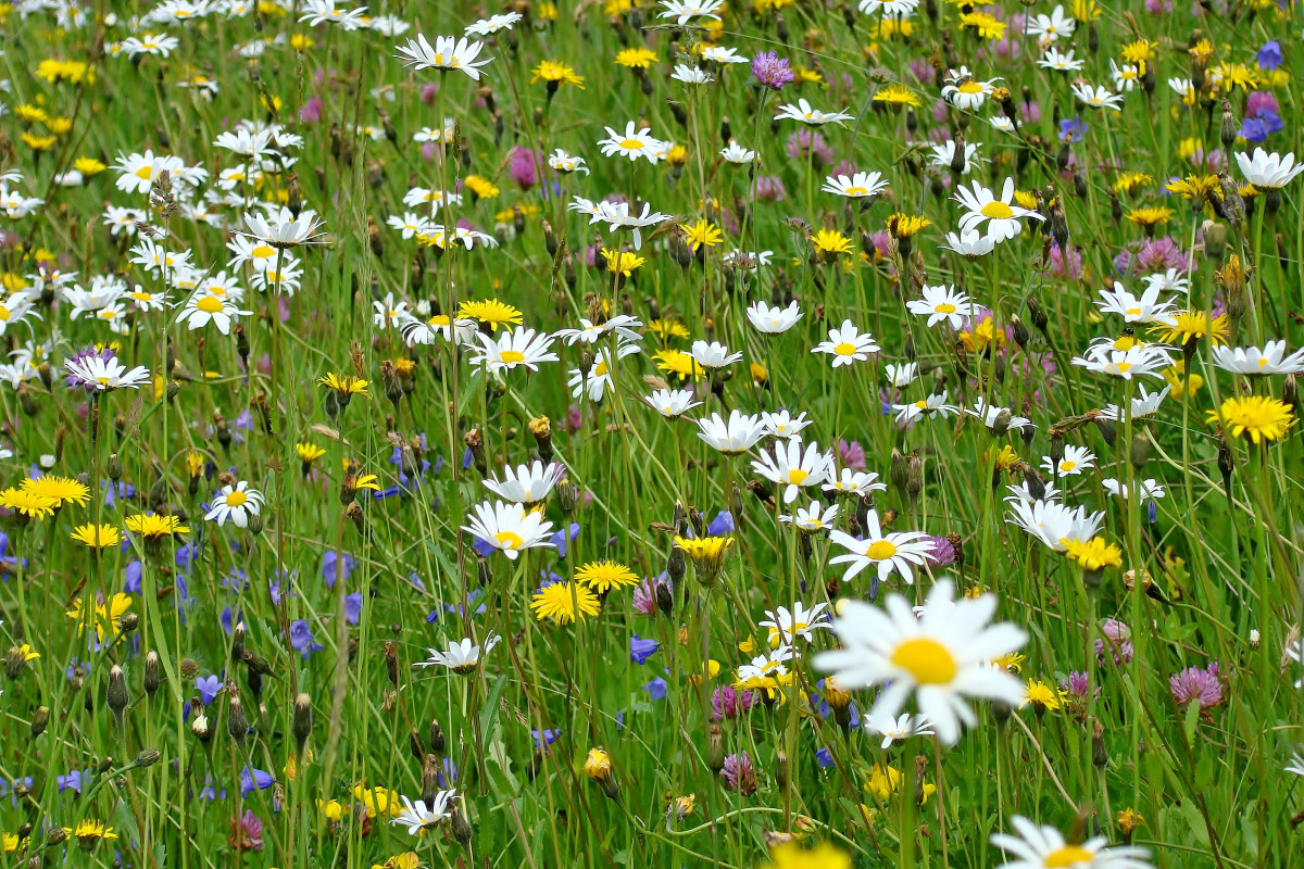 Blumenwiese