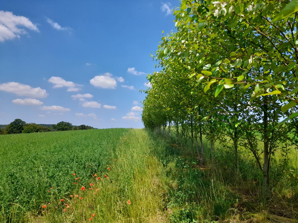 Acker mit Pappeln als Windschutz