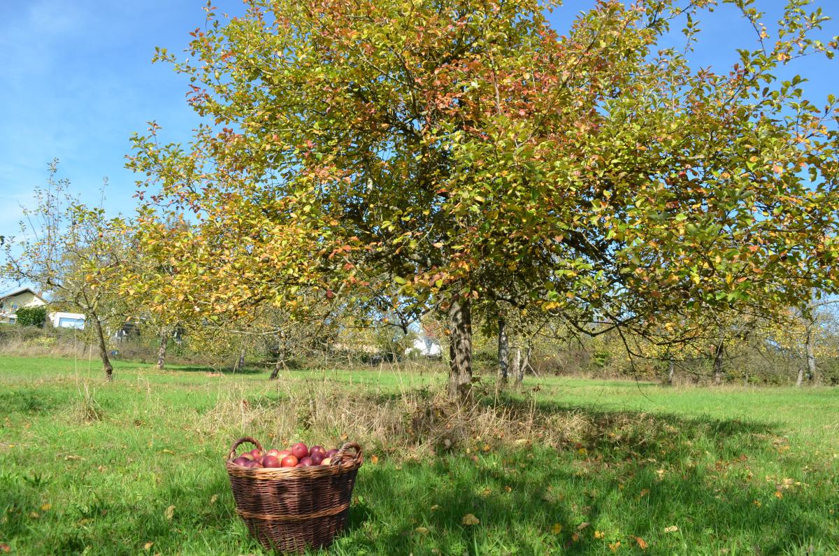 Baum mit Korb voller Äpfel davor