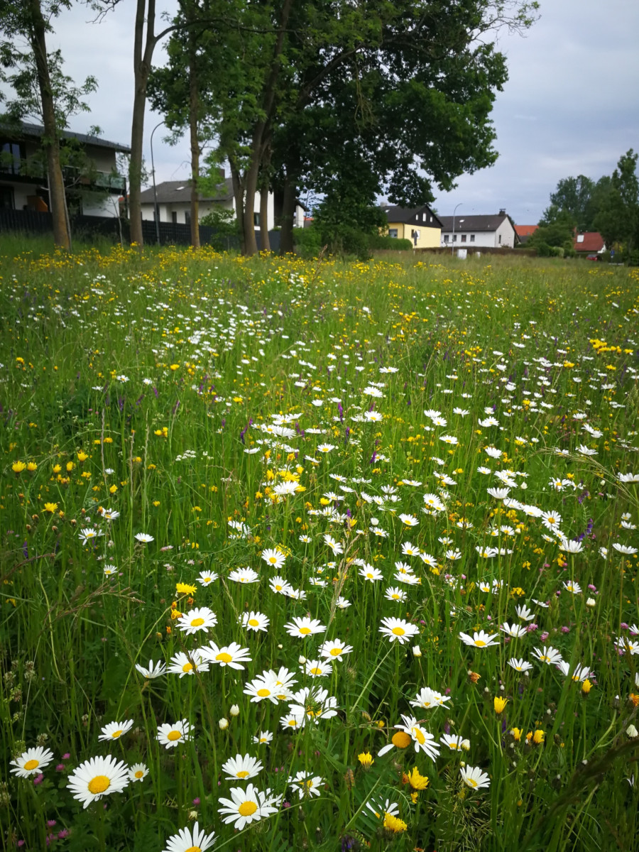 Bunte Wiese mit heimischen Wiesenkräutern hinter dem Schloss Schwindegg