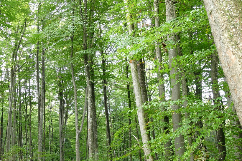 Buchen waren früher die dominierende Baumart im Voralpenland