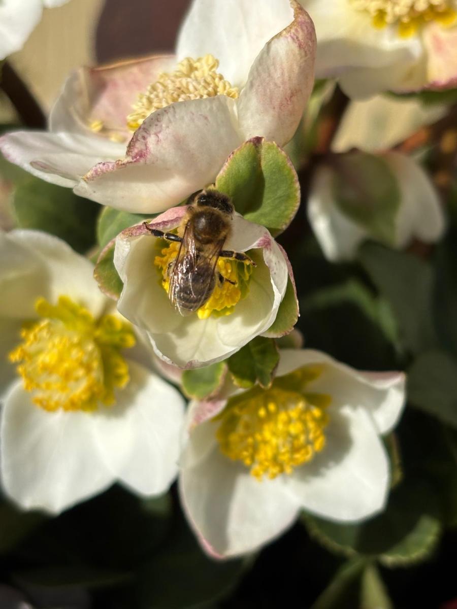 Biene auf einer Blüte