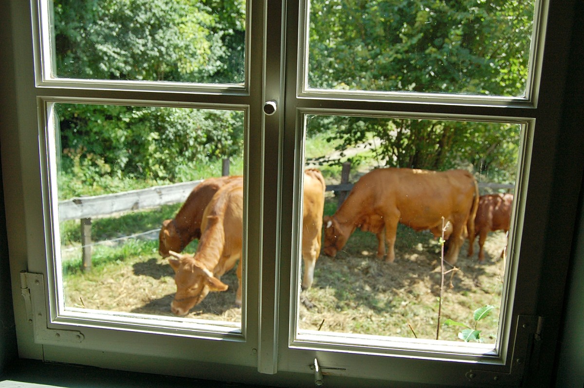 Blick durch Fenster auf Rinder