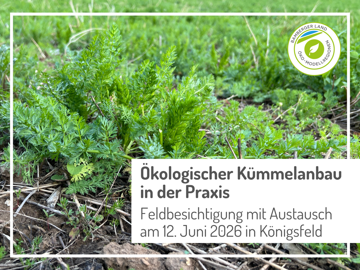 Kümmelpflanze
