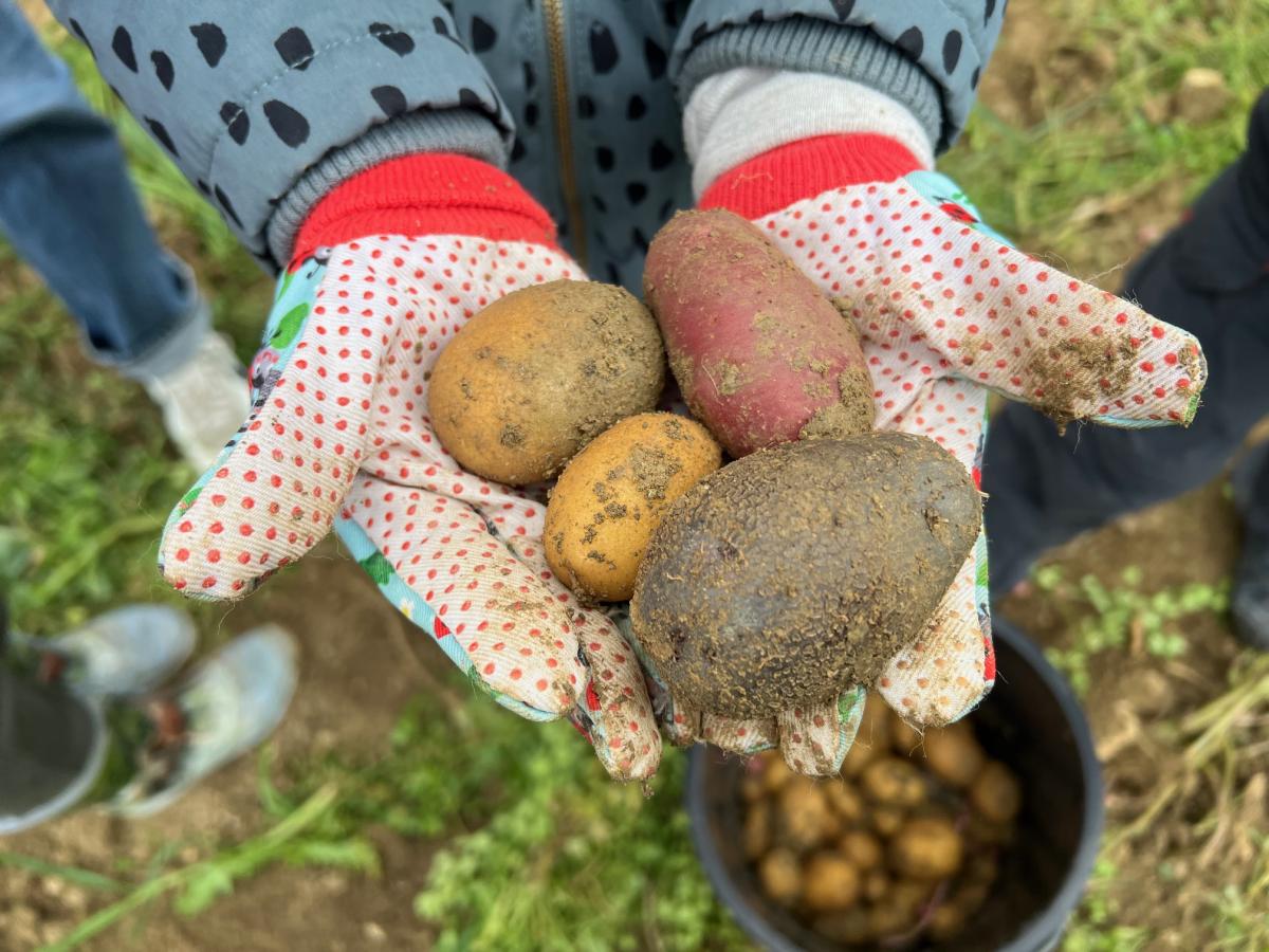 Kinderhände halten rote, gelbe und blaue Kartoffeln