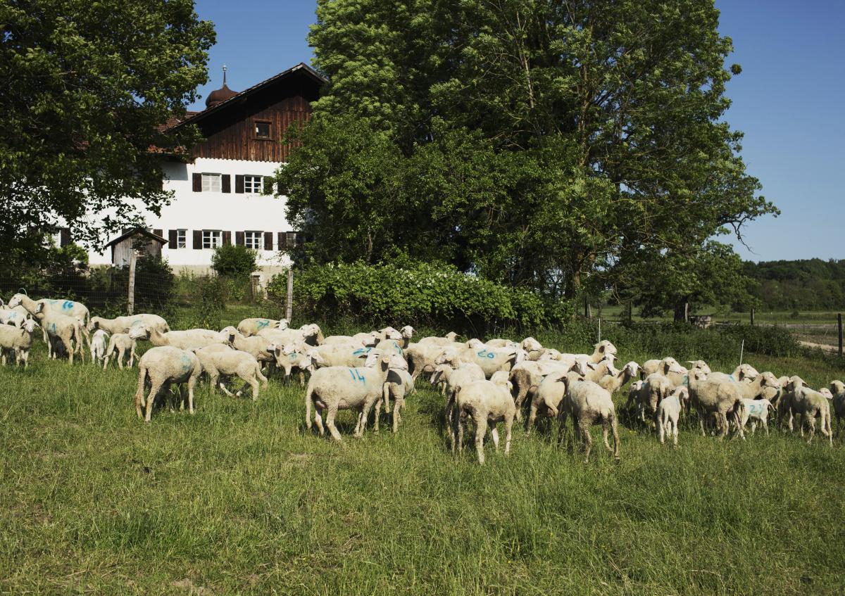 Schafe auf der Wiese