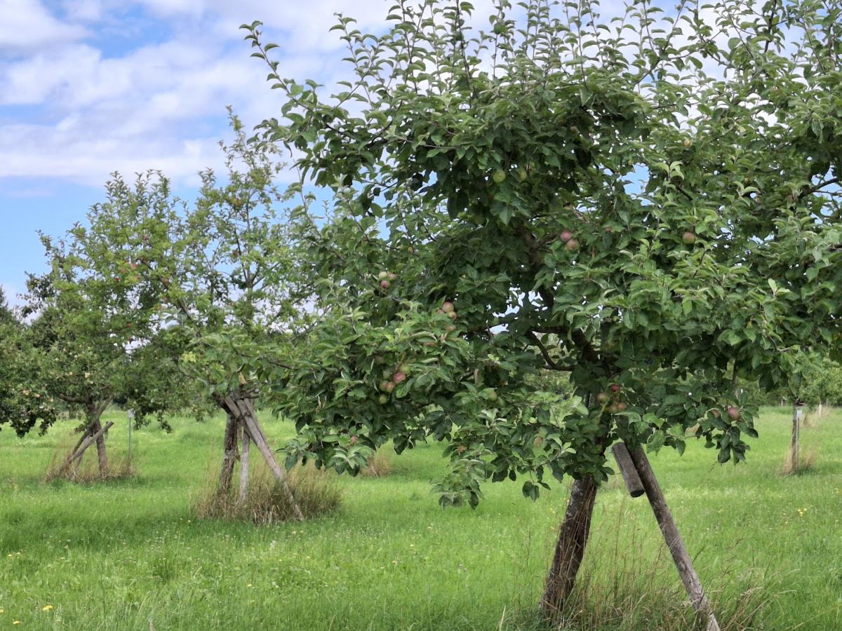 Apfelbäume auf einer Wiese.