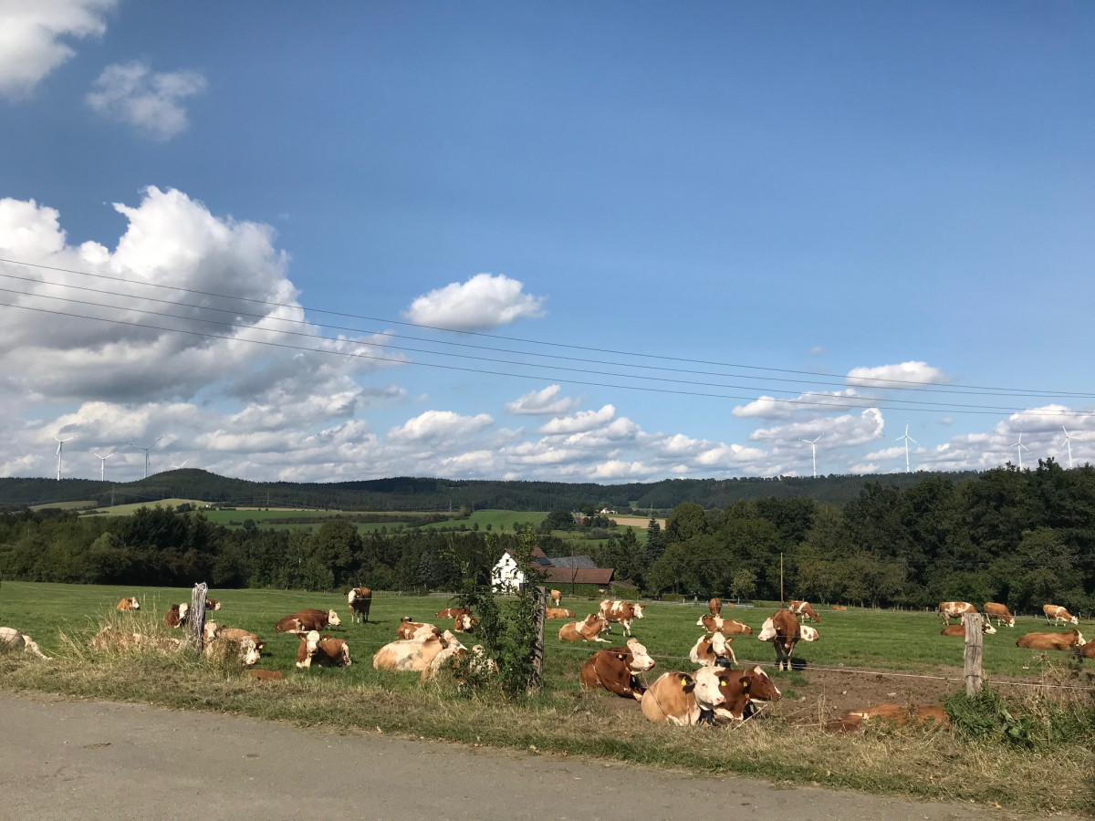 Rinder der Familie Tzschoppe