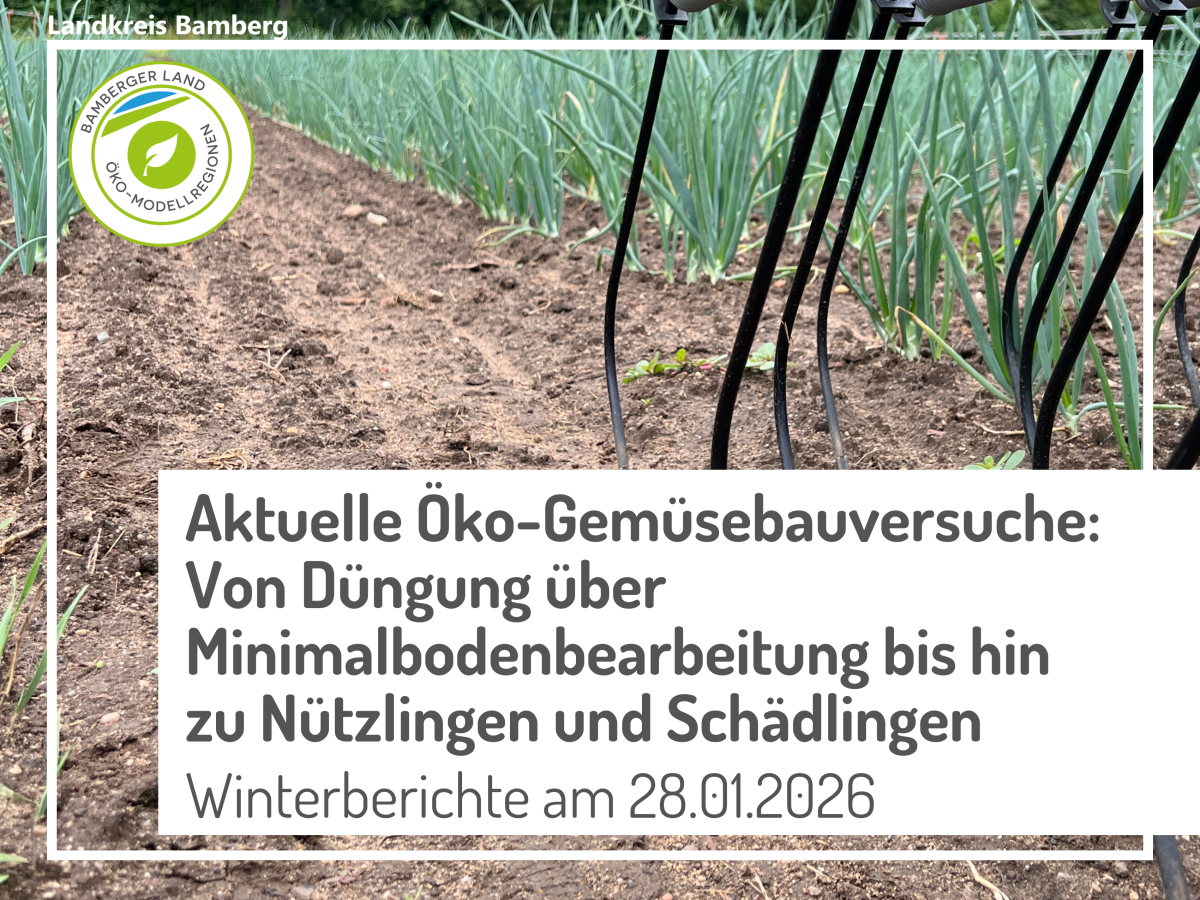 Striegel bei Zwiebeln