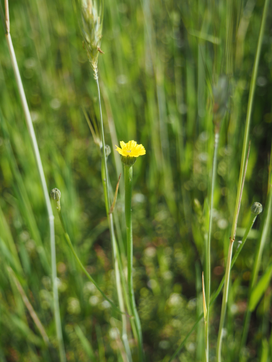 Gelbe Blüte vom Kleinen Lämmersalat