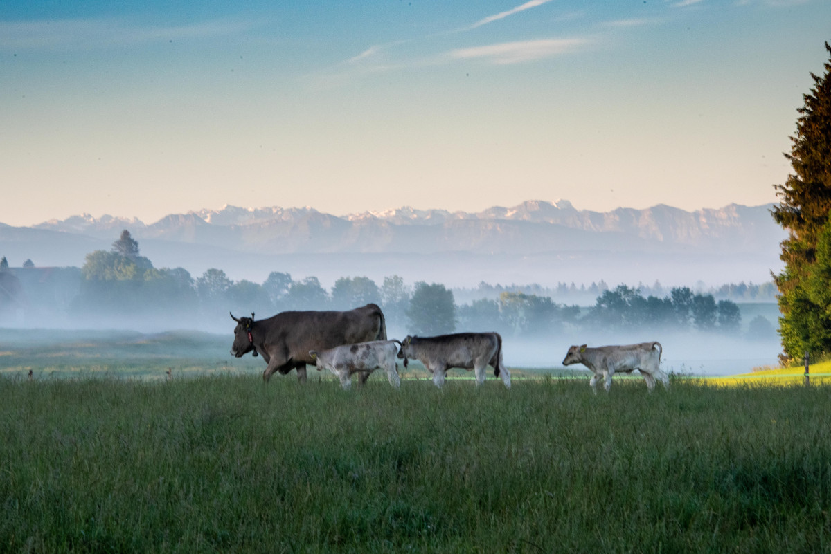 Mutterkuh und Kalb auf der Weide