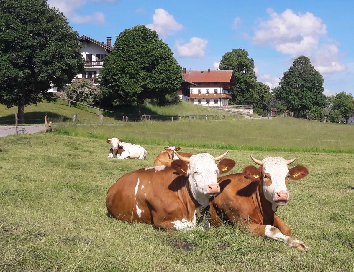 Kühe auf der Weide