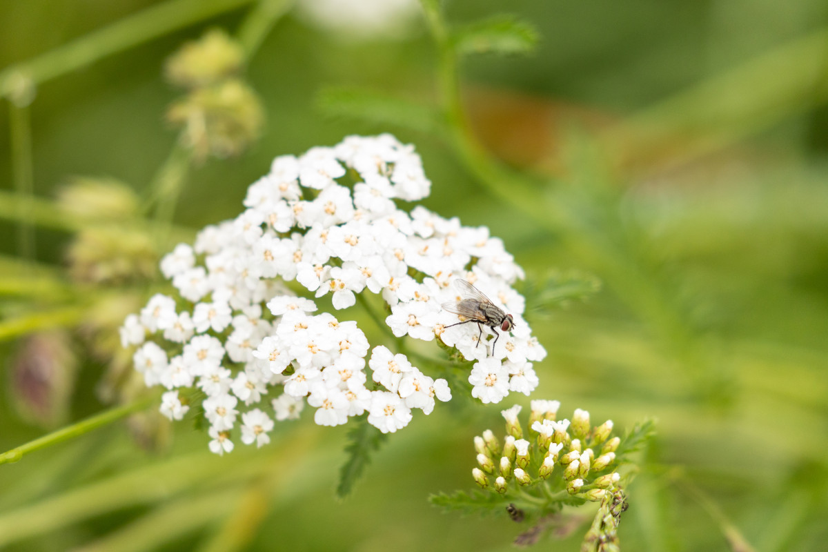 Fliege auf Schafgarbe