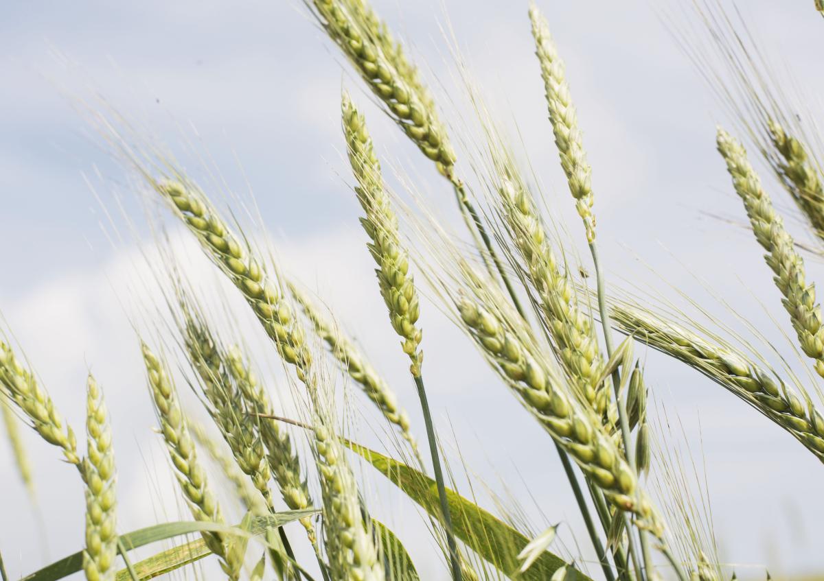 Getreide