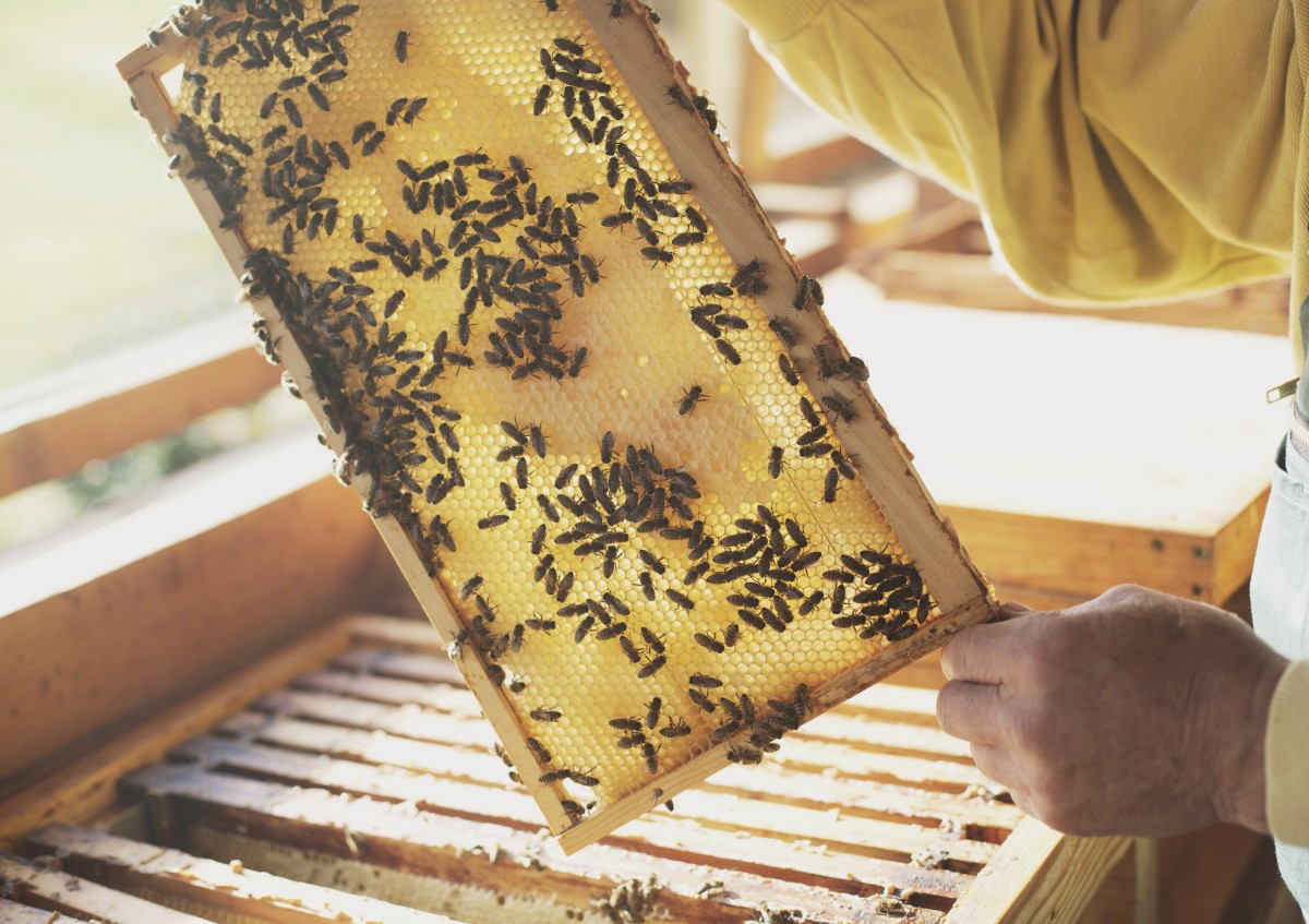 Bienen der Bio-Imkerei Herzing