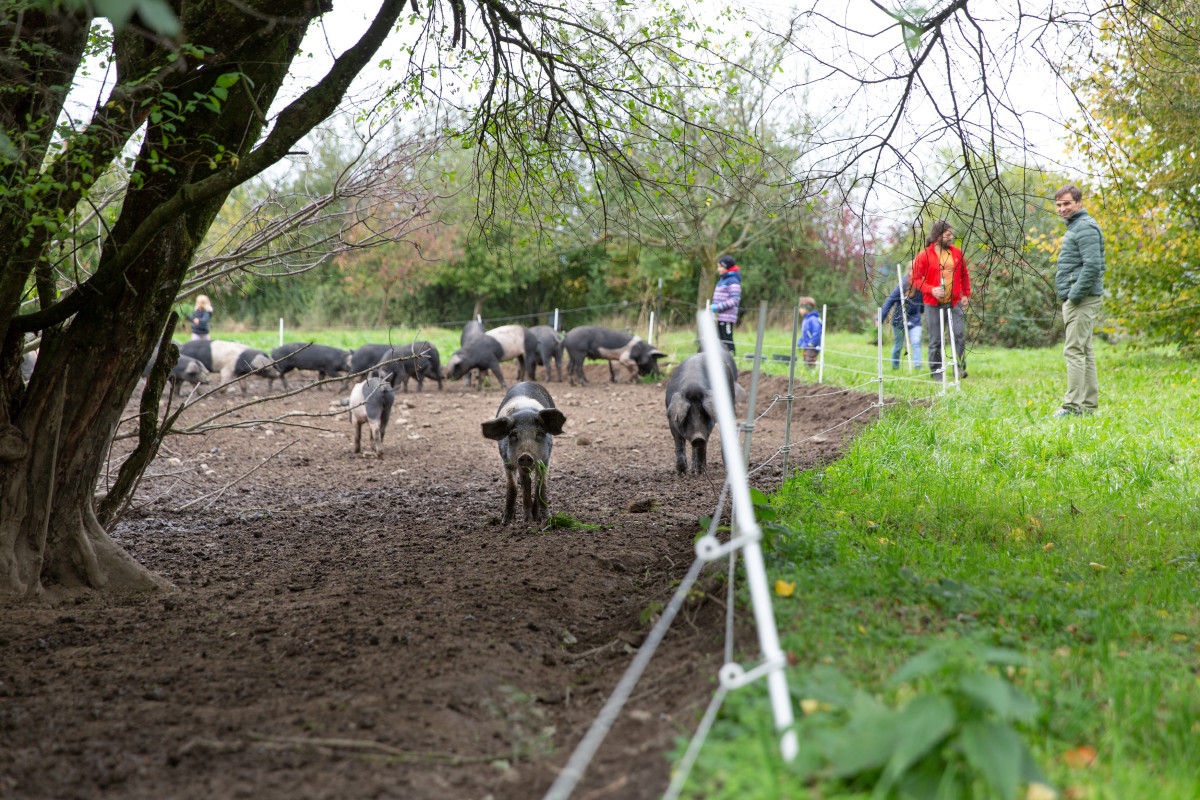 Schweine im Freiland in der Solidarischen Landwirtschaft Blümlhof