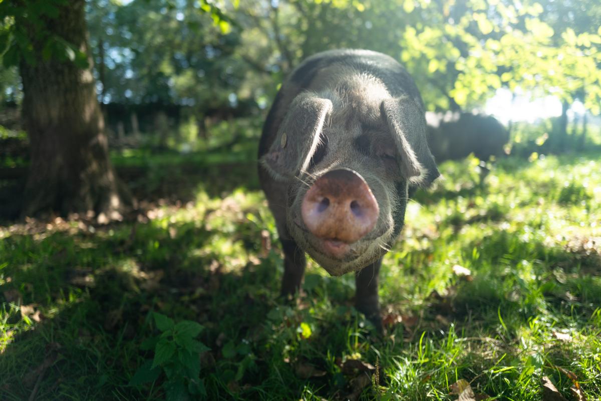 Schwein steht auf der Wiese